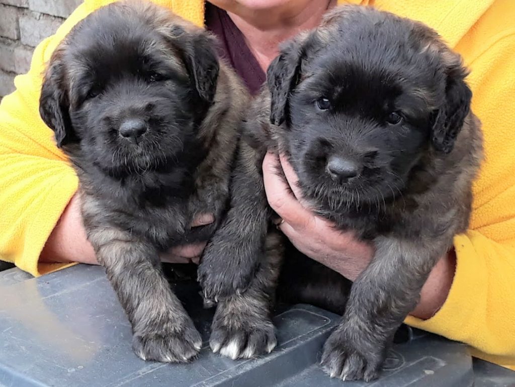 leonberger
