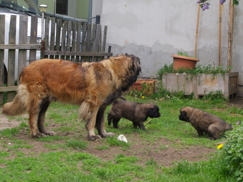 leonberger Sedmidomky