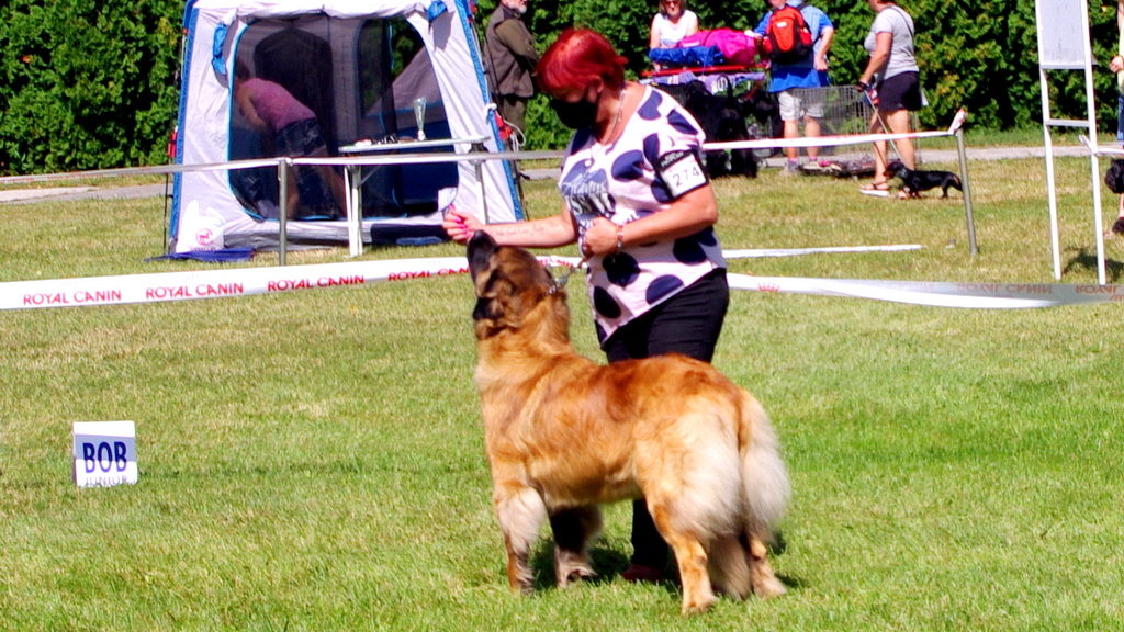 Masha Sedmidomky
leonberger