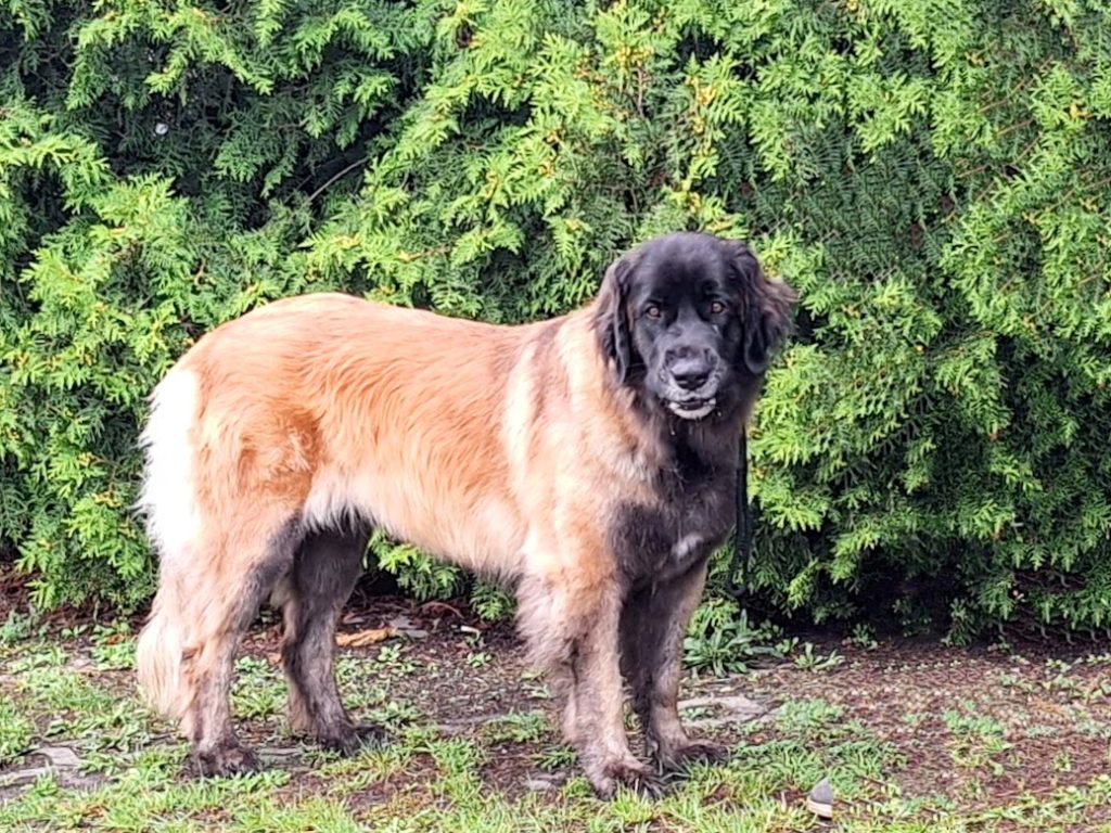 #leonberger #Sedmidomky