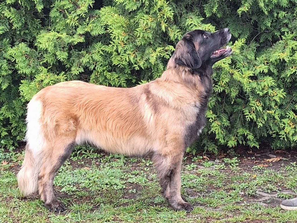 #leonberger #Sedmidomky