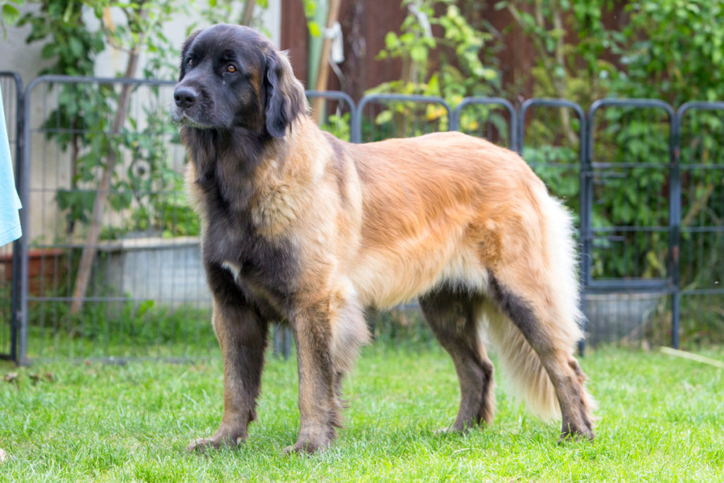 leonberger