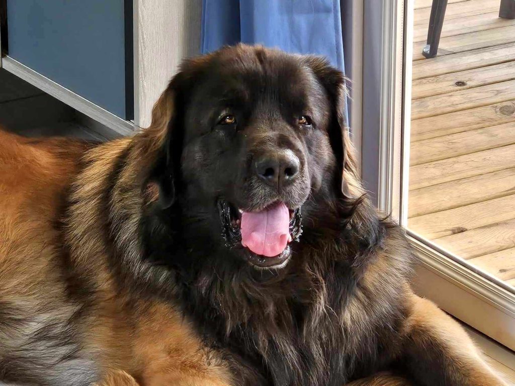 leonberger